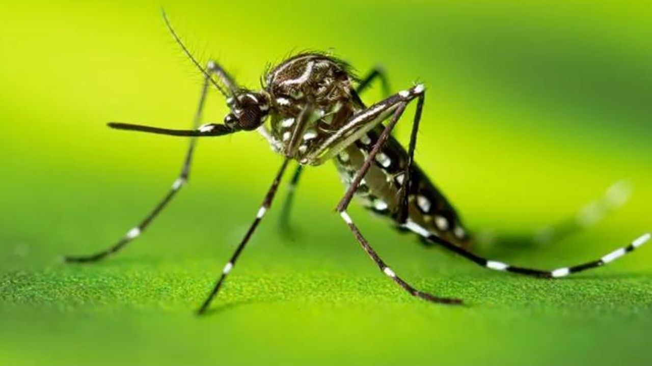 Alerta Nacional: Casos de Dengue Disparam em 2024, Superando Números do Ano Anterior