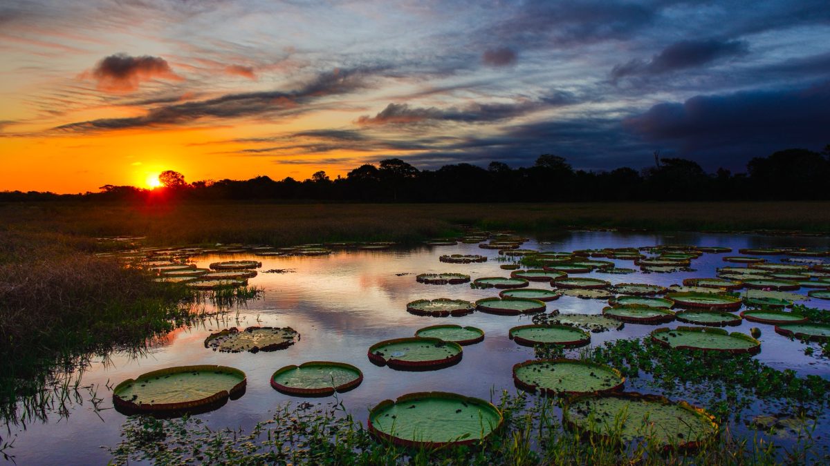 Sesc GO abre venda de excursão para o Pantanal (MT)