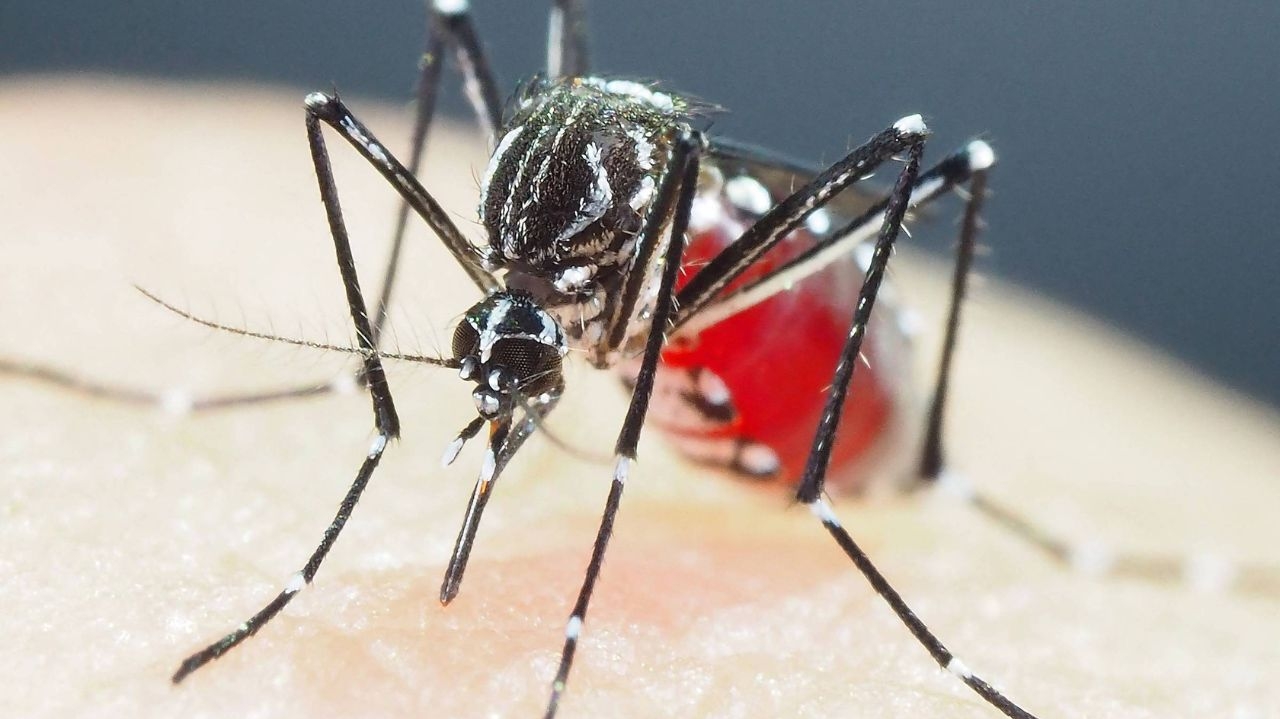 Mortes por dengue em Goiás: 13 confirmadas e 68 em investigação