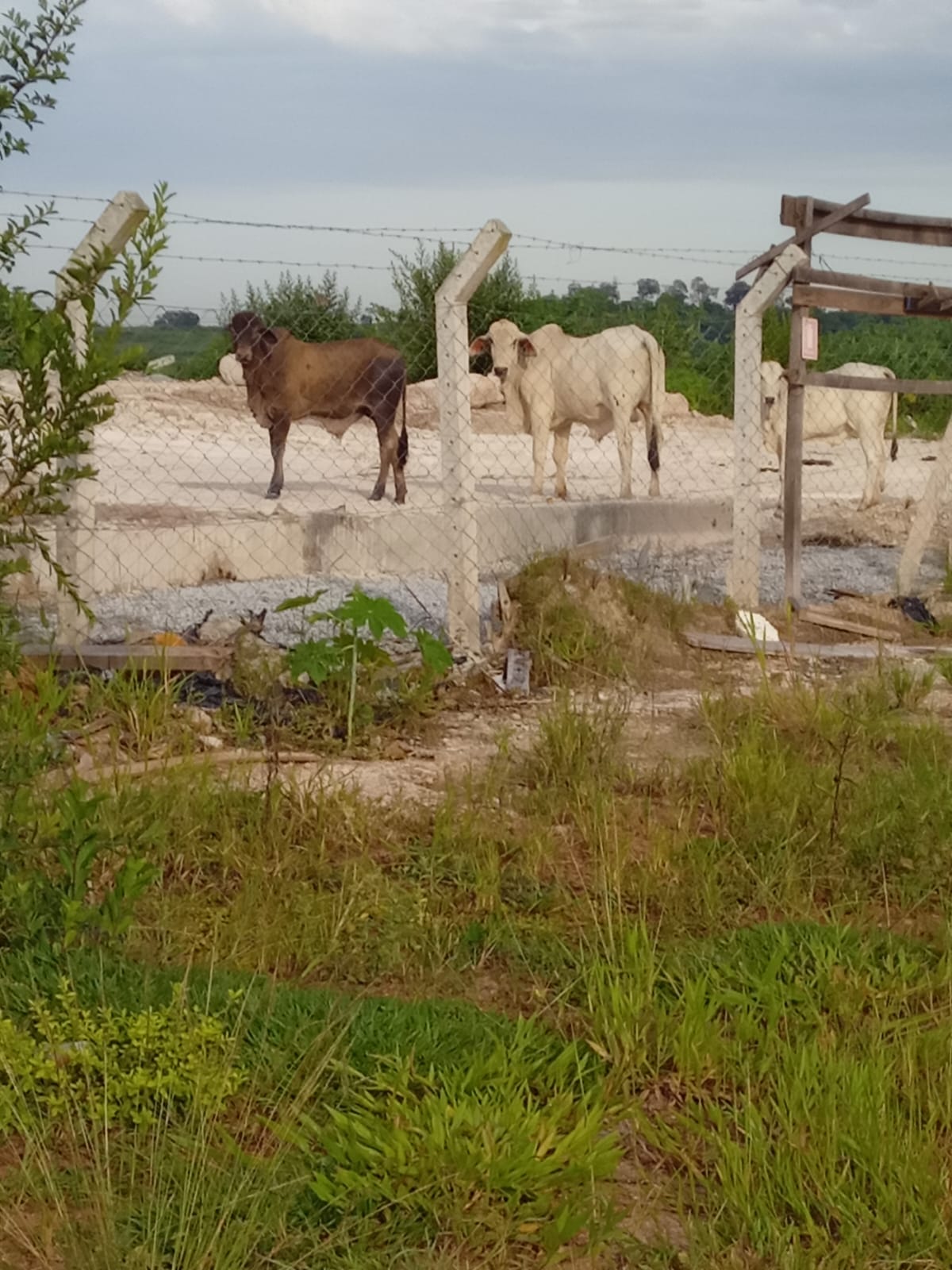 Prefeitura de Senador Canedo flagra maus tratos a animal