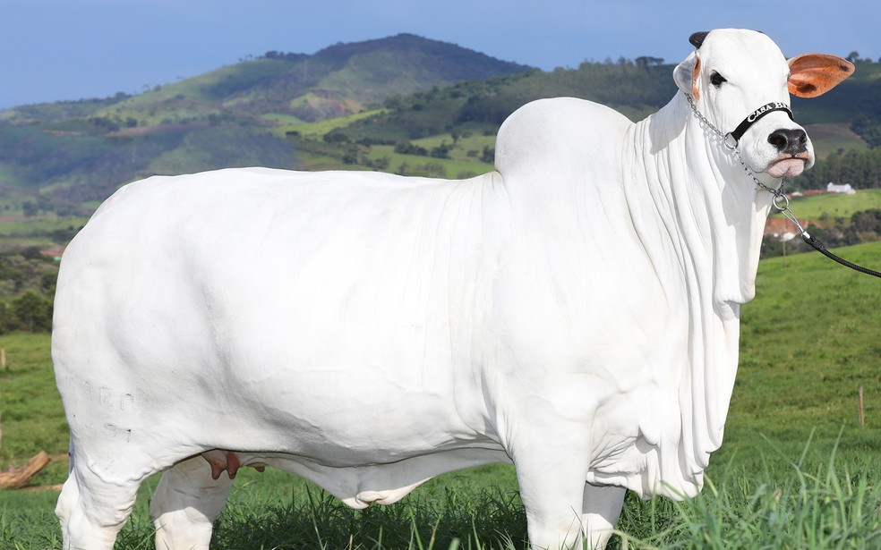 Viatina-19: A vaca nelore goiana de R$ 21 milhões e recorde no guinness