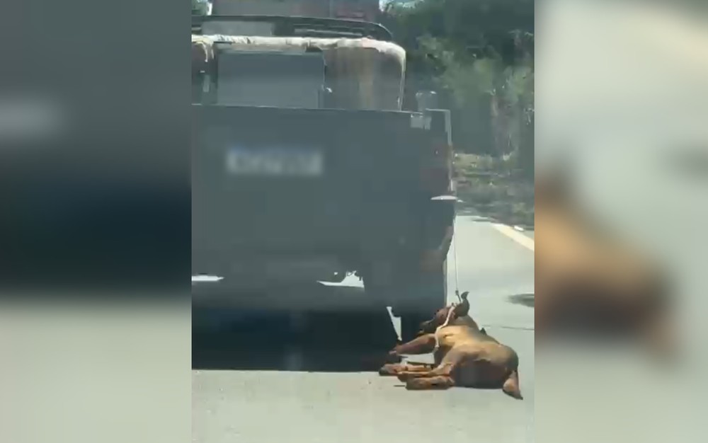 Motorista é conduzido à delegacia após cachorro ser arrastado por veículo em Itapuranga