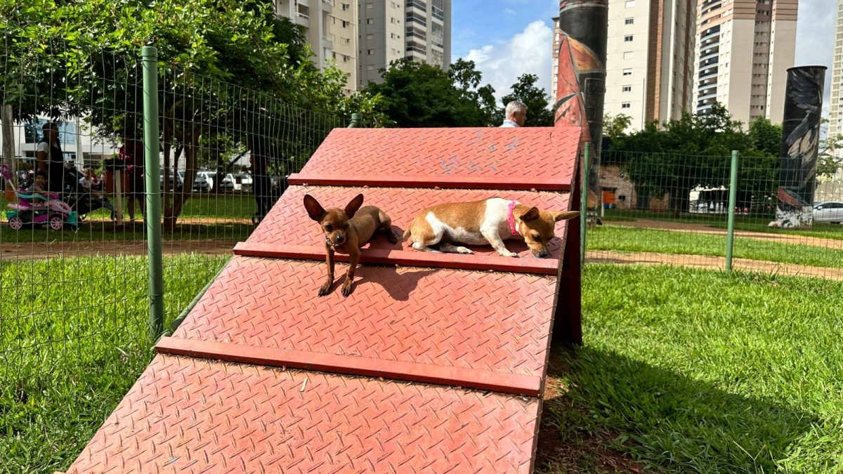 Goiânia tem 73 espaços recreativos para o bem-estar de cães e gatos de estimação