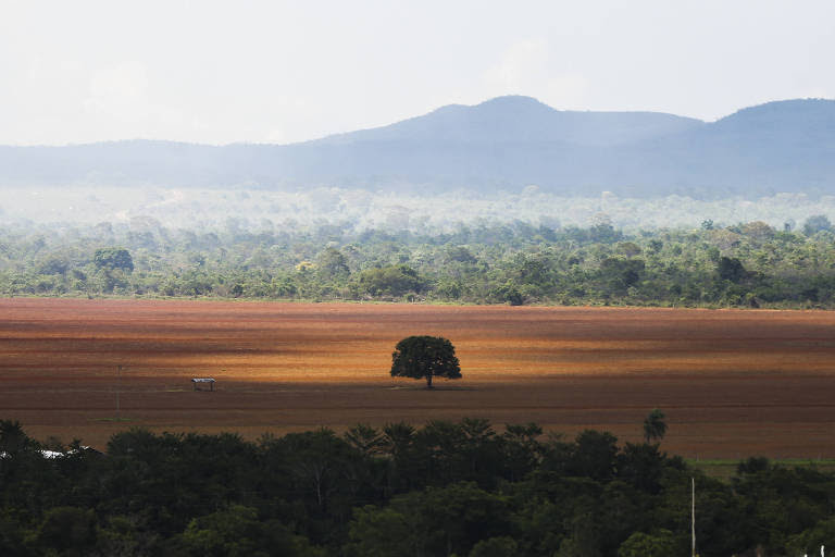 Desmatamento no Brasil preocupa com perda de vegetação nativa