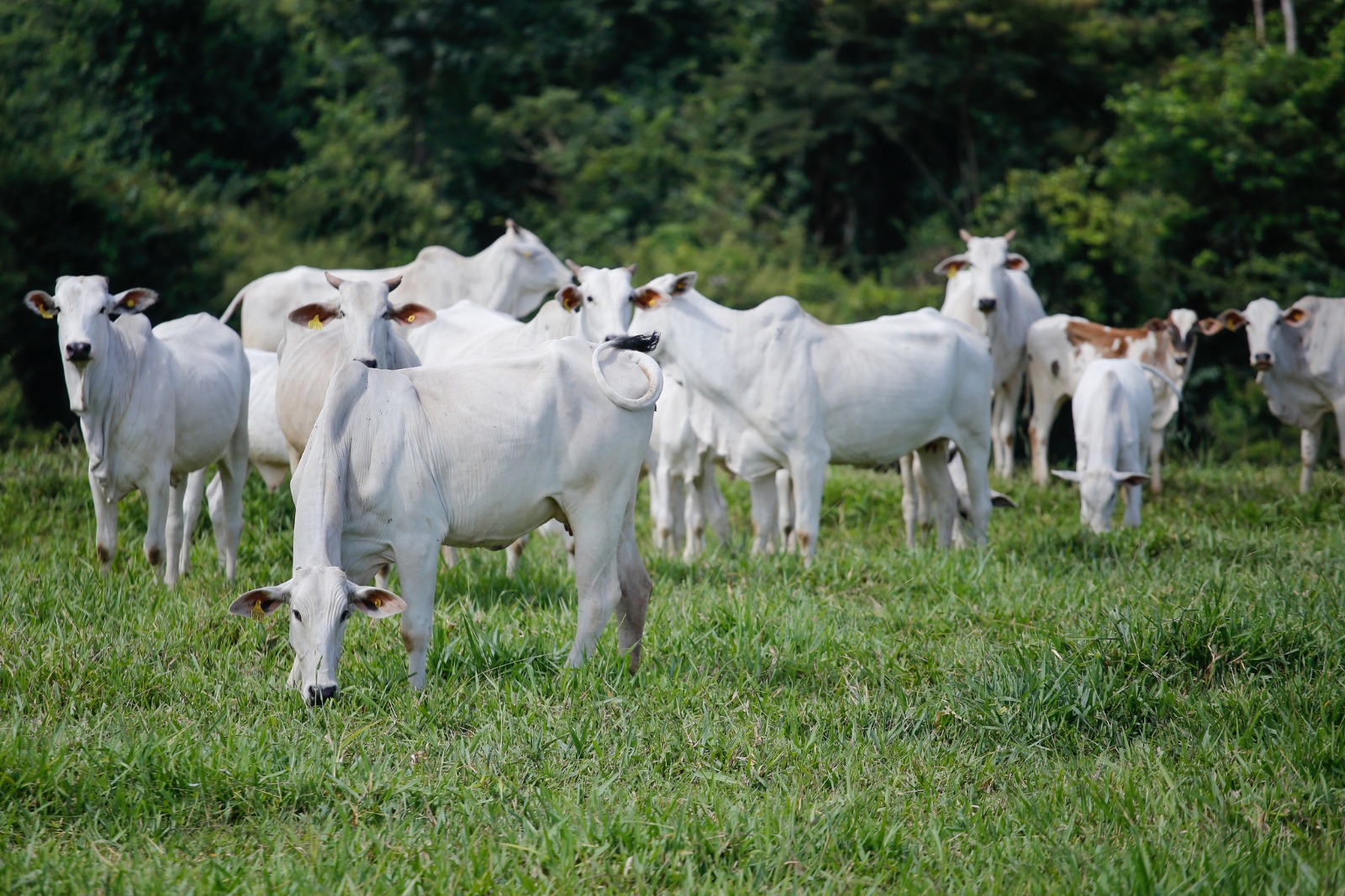 Abate de bovinos bate recorde e chega a 1 milhão de cabeças em Goiás