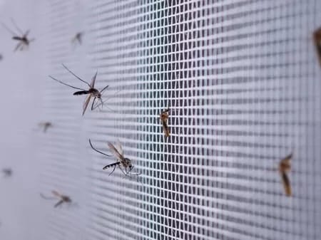 Dengue impõe prejuízo de US$ 5 Bilhões ao Brasil em 2024