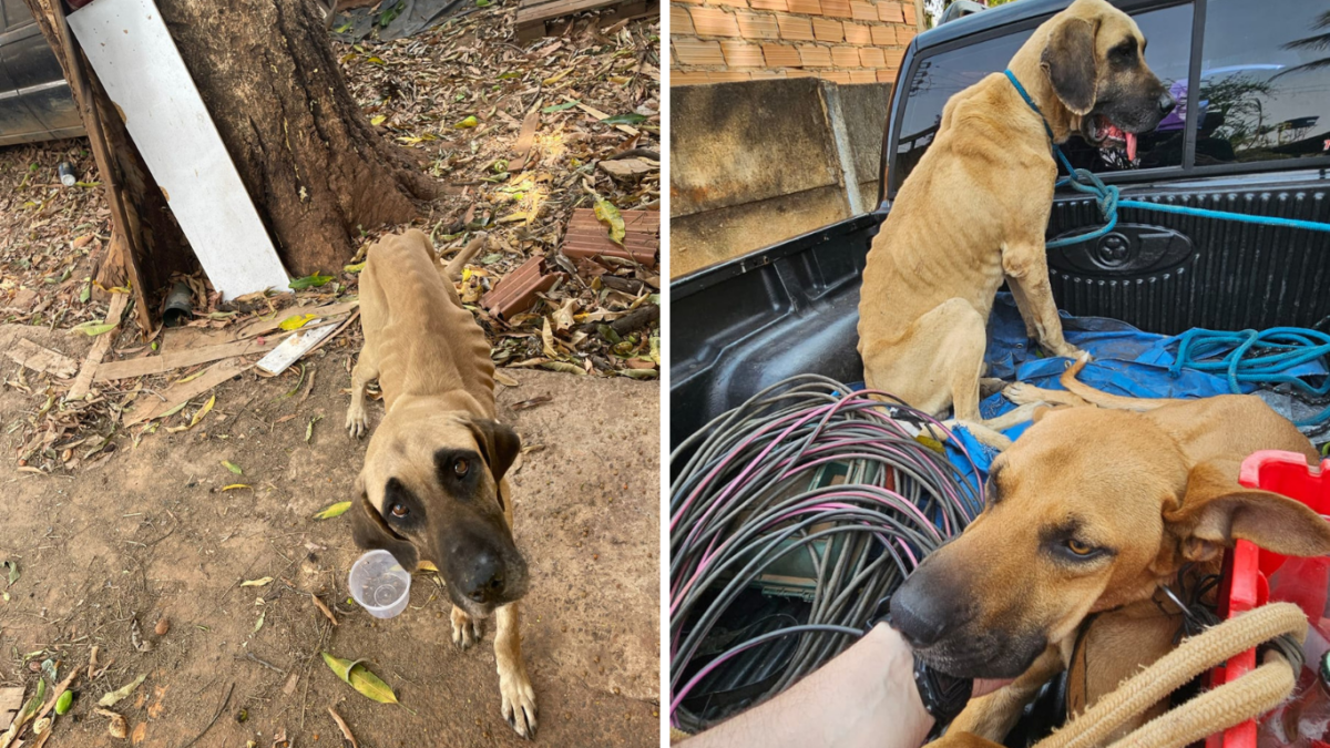 Polícia Civil de Goiás prende homem por maus-tratos à animais e resgata cães e aves em estado crítico